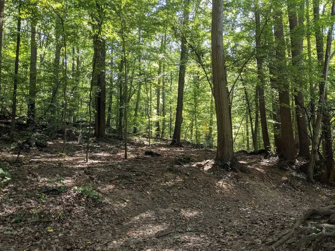 Thickly Wooded Frisbee Golf Hole